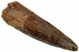 Fossil Spinosaurus Tooth - Real Dinosaur Tooth #311162-1